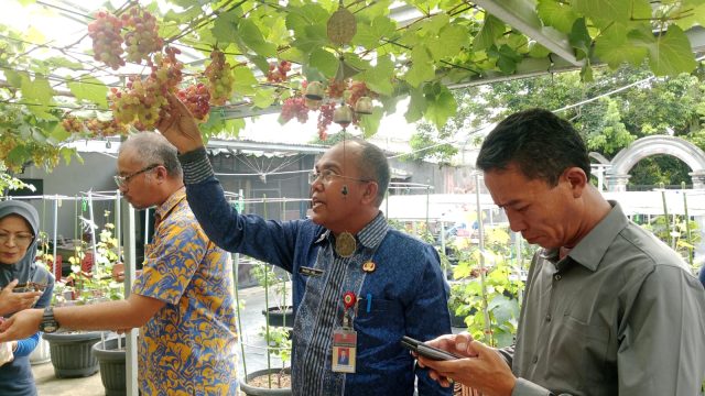 Pemda dan DPRD Banten Dorong Pengembangan Pertanian Anggur di Perkotaan