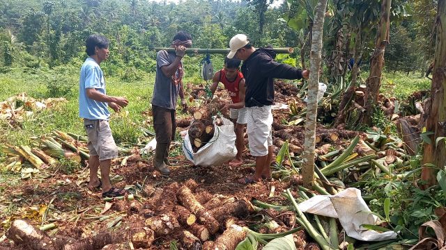 Resmi Dilindungi Negara, Talas Beneng Pandeglang Kini Miliki Sertifikat Indikasi Geografis